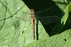 Libelle